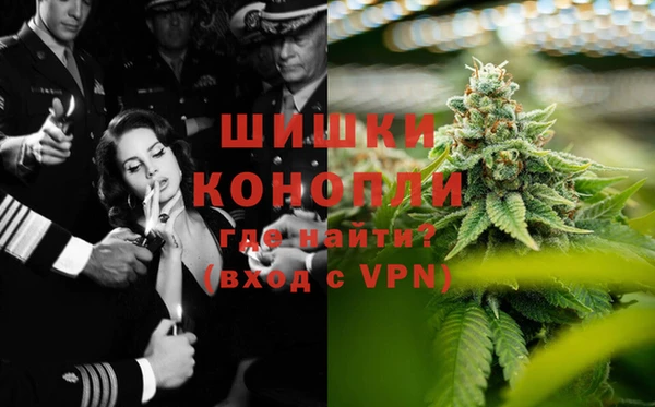 сатива Новозыбков