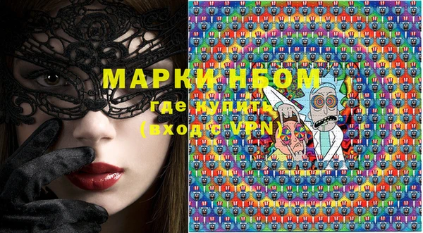сатива Новозыбков